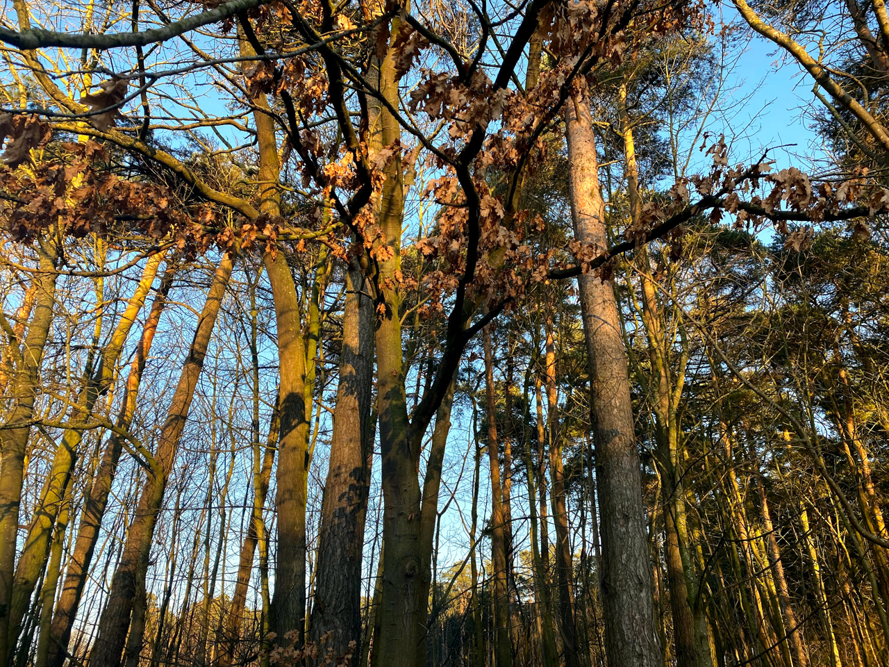 Harlestone Firs Forest Walk 30/12/2019 – Lets Awesome